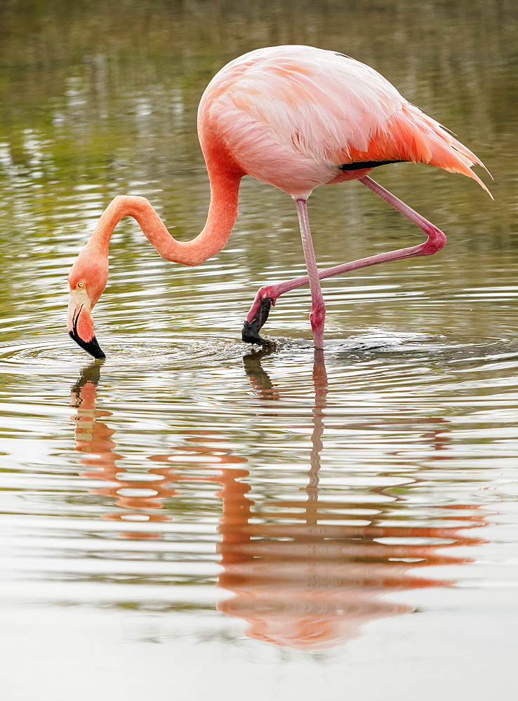 Greater flamingo (Phoenicopterus roseus), Lagoon by the Bachas Beach, Santa Cruz (Indefatigable) Island, Galapagos, UNESCO World Heritage Site, Ecuador, South America