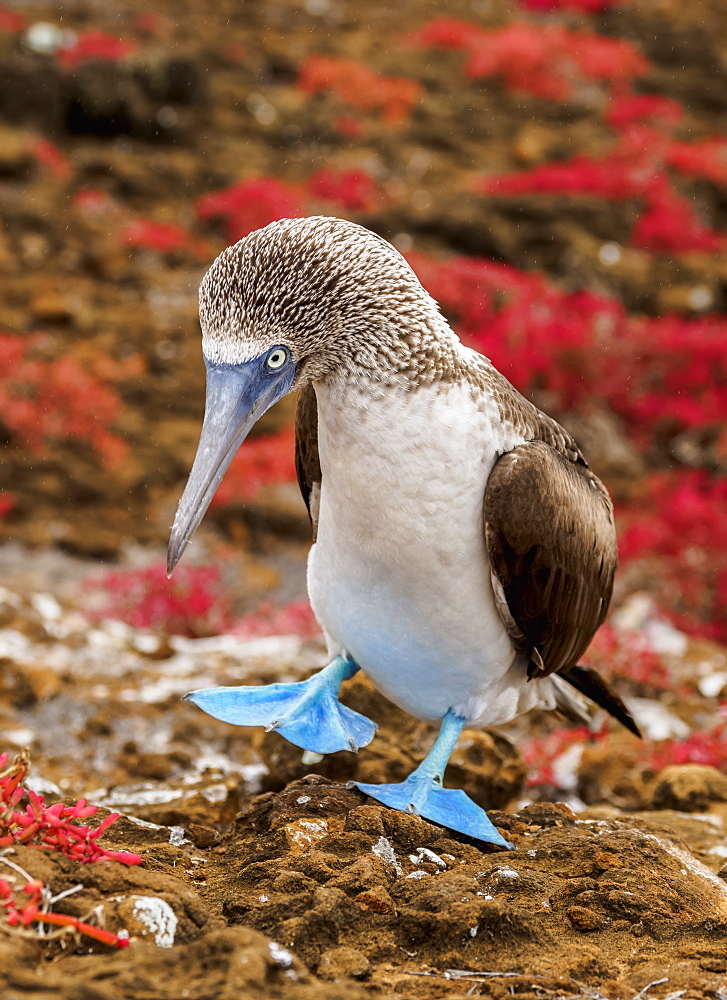 Blue-footed booby (Sula nebouxii), Punta Pitt, San Cristobal (Chatham) Island, Galapagos, UNESCO World Heritage Site, Ecuador, South America