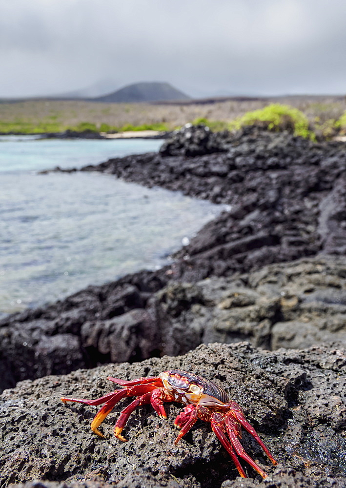 Sally Lightfoot crab (Grapsus grapsus), Floreana (Charles) Island, Galapagos, UNESCO World Heritage Site, Ecuador, South America