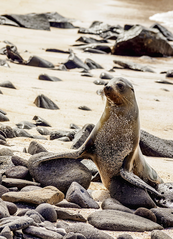 Galapagos Sea Lion (Zalophus wollebaeki) on a beach at Punta Suarez, Espanola (Hood) Island, Galapagos, UNESCO World Heritage Site, Ecuador, South America