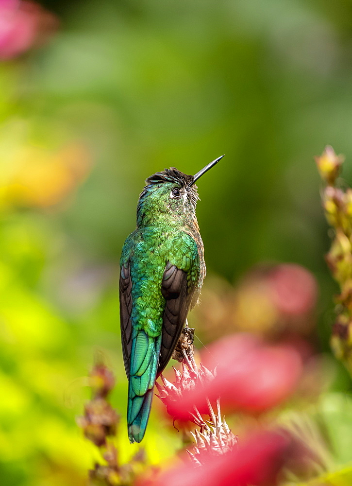 Colibri Hummingbird, La Montana, Salento, Quindio Department, Colombia, South America