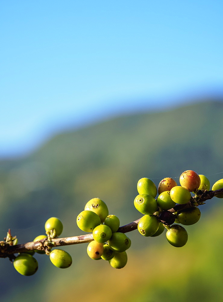 Coffea cherries at Coffee Plantation, Blue Mountains, Saint Andrew Parish, Jamaica, West Indies, Caribbean, Central America