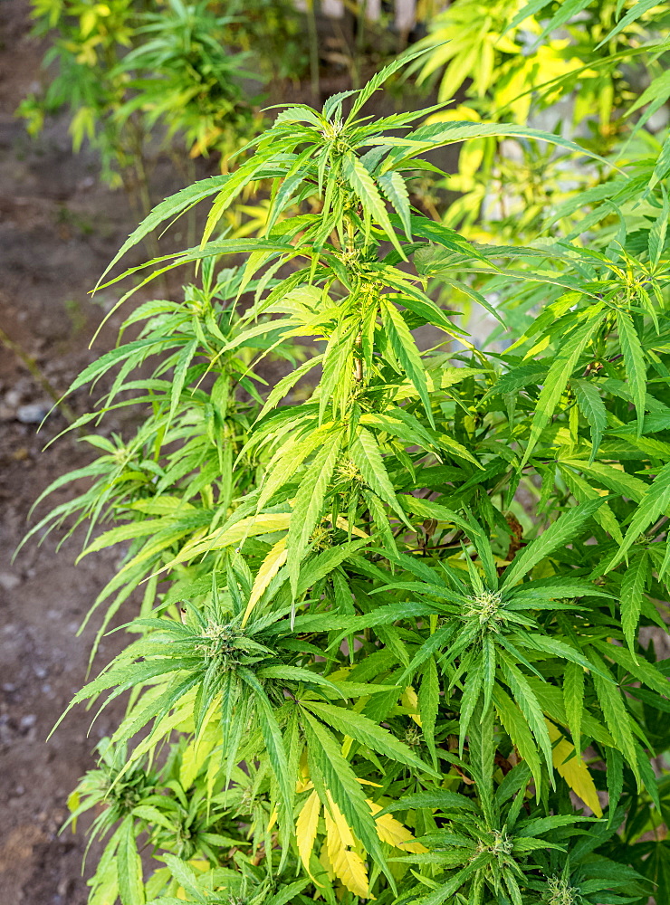 Marijuana Plant at Rastafarian Community, Blue Mountains, Saint Andrew Parish, Jamaica, West Indies, Caribbean, Central America