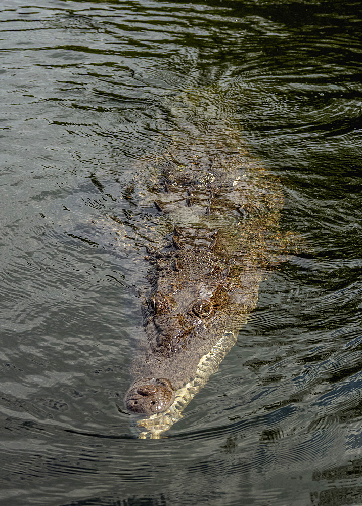 Crocodile smimming in the Black River, Saint Elizabeth Parish, Jamaica, West Indies, Caribbean, Central America