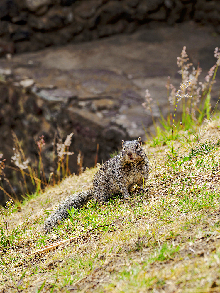 The rock squirrel (Otospermophilus variegatus) at The Great Pyramid Archaeological Site, Cholula, Puebla State, Mexico