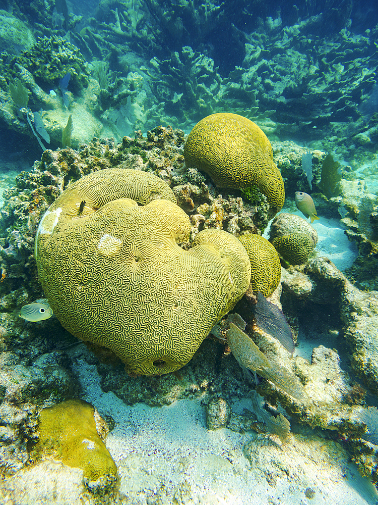 Underwater photo taken during the Hol Chan Marine Reserve, Shark Ray Alley and Coral Garden Snorkelling Tour, Belize District, Belize