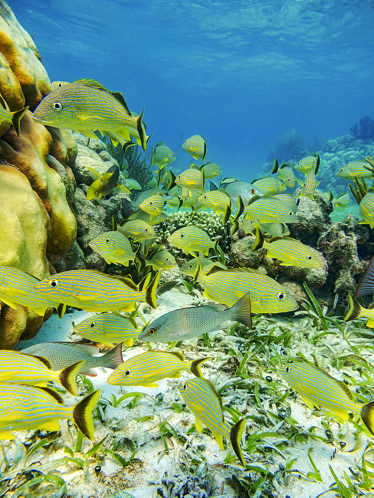 Underwater photo taken during the Hol Chan Marine Reserve, Shark Ray Alley and Coral Garden Snorkelling Tour, Belize District, Belize