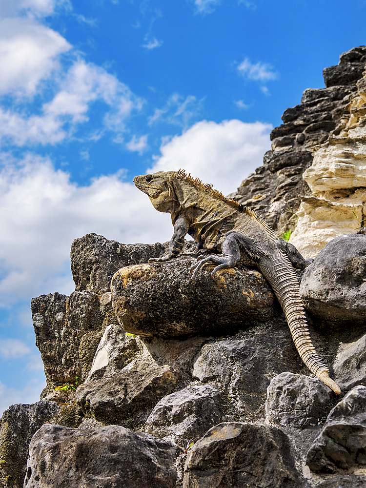 Iguana at El Castillo, Xunantunich Archaeological Site, Cayo District, Belize