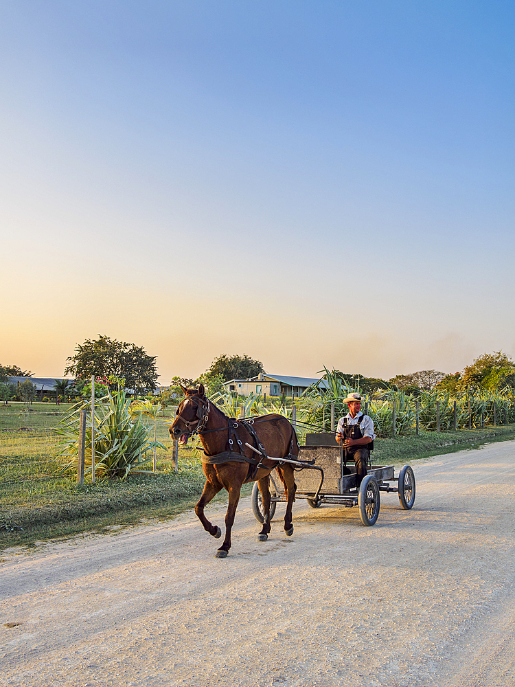 Horse-drawn cart on the dirt road at sunset, Mennonite Settlement, Shipyard, Orange Walk District, Belize
