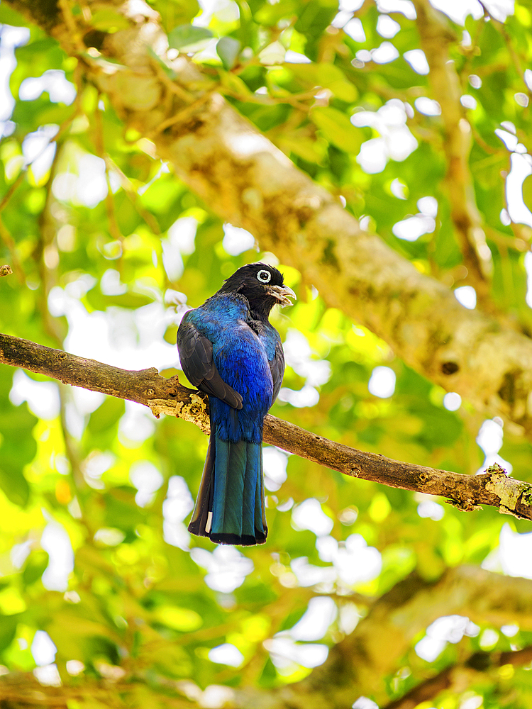 Black-headed trogon (Trogon melanocephalus) at Lamanai Archaeological Reserve, Orange Walk District, Belize