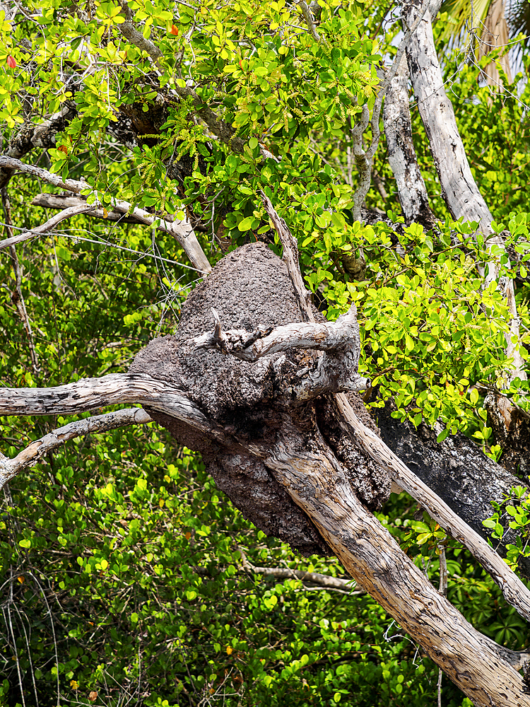 Tree mound by the New River, Orange Walk District, Belize
