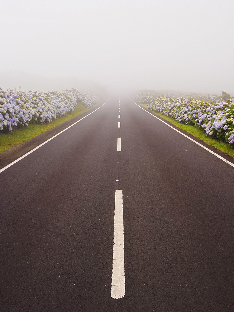 Misty road on Flores Island, Azores, Portugal, Atlantic, Europe