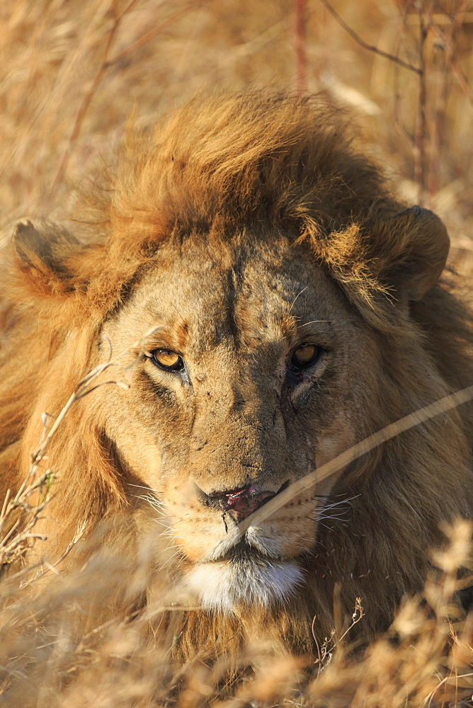 African Lion, Serengeti National Park, Tanzania, East Africa, Africa