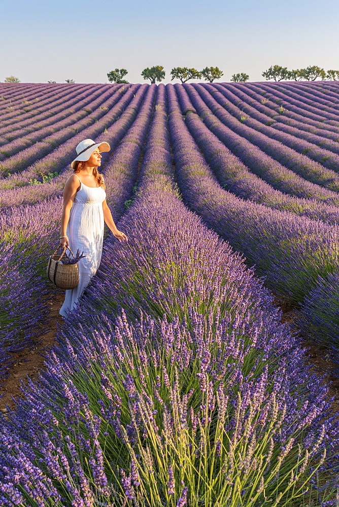 Woman with hat in lavender fields, Plateau de Valensole, Alpes-de-Haute-Provence, Provence-Alpes-Cote d'Azur, France, Europe