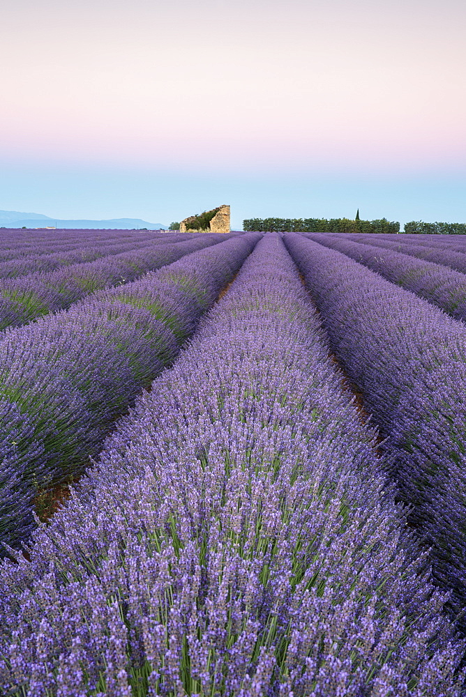 Ruins in a lavender field at dawn, Plateau de Valensole, Alpes-de-Haute-Provence, Provence-Alpes-Cote d'Azur, France, Europe