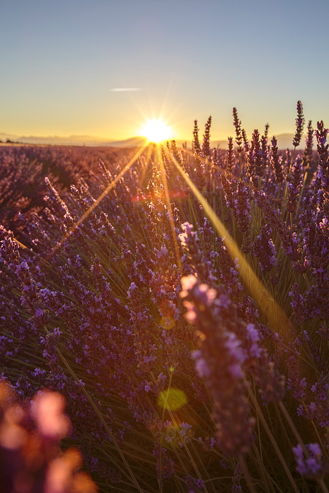 Sunrise over lavender fields, Plateau de Valensole, Alpes-de-Haute-Provence, Provence-Alpes-Cote d'Azur, France, Europe