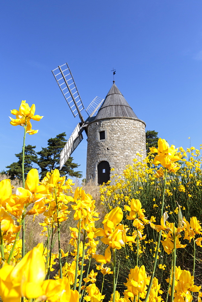 Saint-Elzear windmill with yellow flowers in the foreground, Montfuron, Alpes-de-Haute-Provence, Provence-Alpes-Cote d'Azur, France, Europe