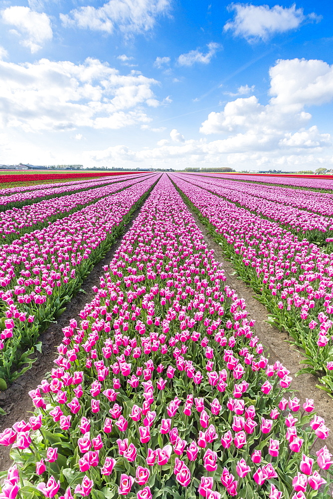 Pink and white tulips and clouds in the sky, Yersekendam, Zeeland province, Netherlands, Europe