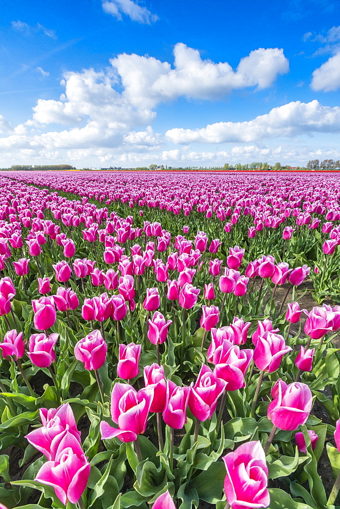 Pink and white tulips and clouds in the sky, Yersekendam, Zeeland province, Netherlands, Europe