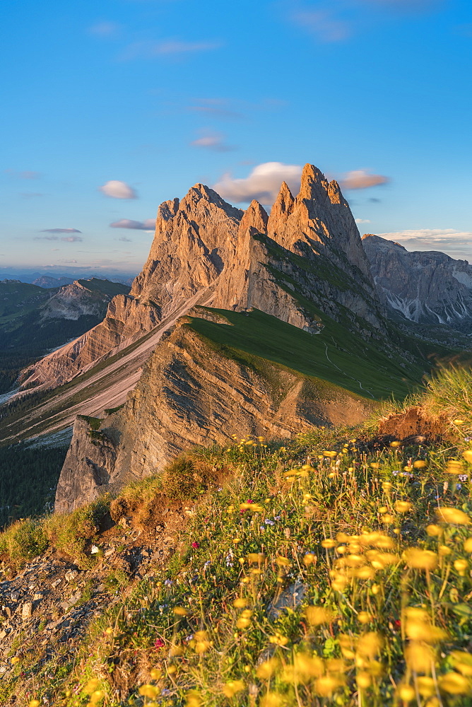 Globeflowers by Seceda mountain in Ortisei, Italy, Europe