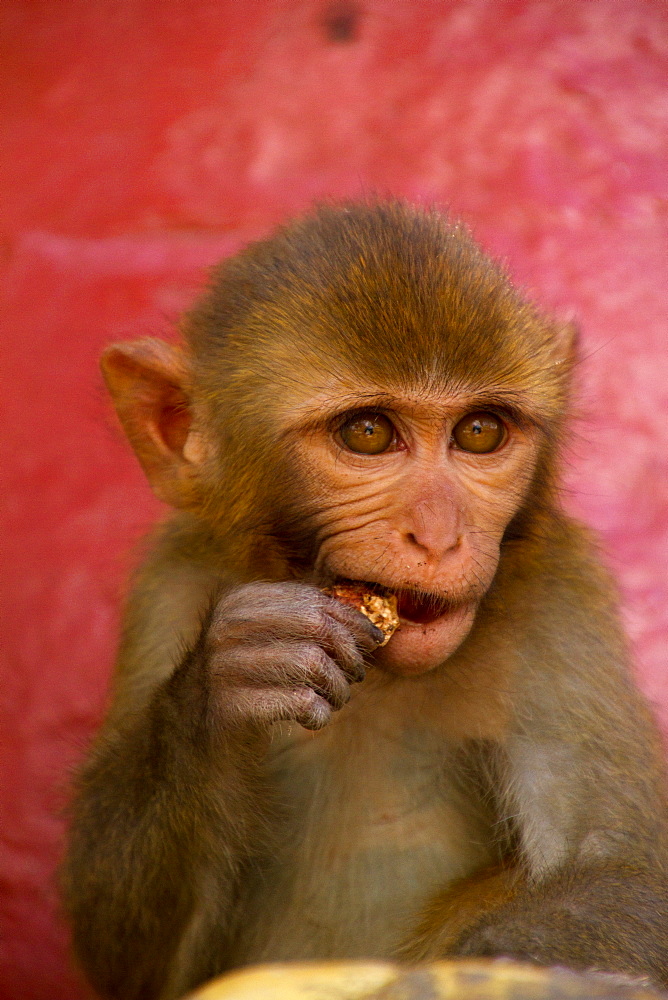 Monkey of the Swayambhunath Monkey Temple, Kathmandu, Nepal, Asia