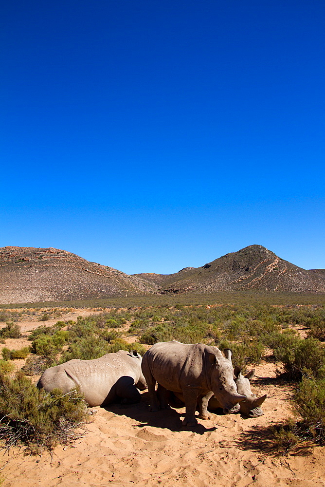 A young rhino, Aquila Safari Game Reserve, Cape Town, South Africa, Africa