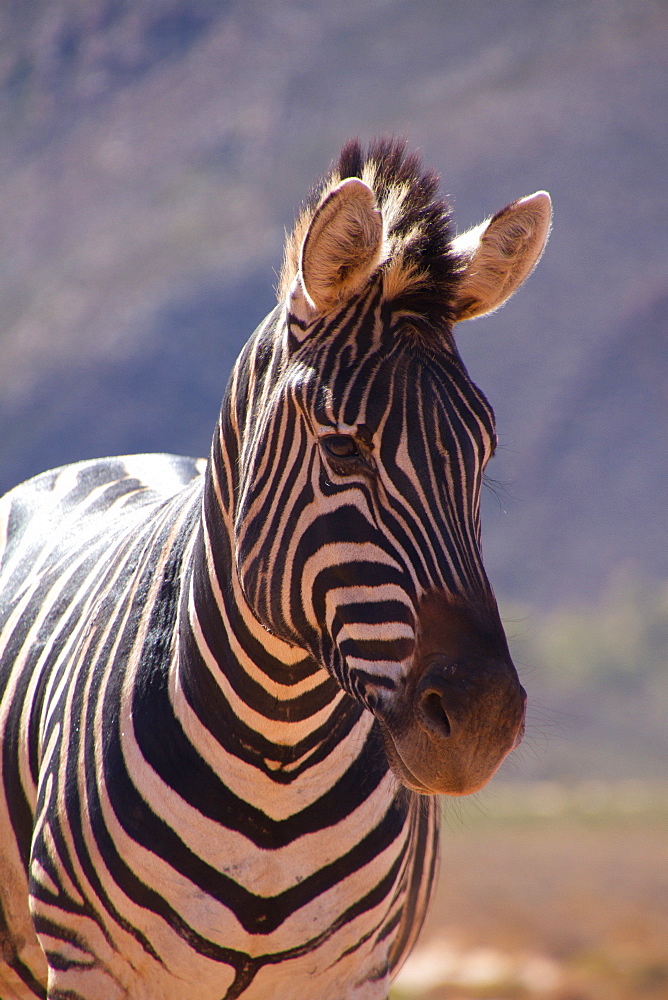 A zebra, Aquila Safari Game Reserve, Cape Town, South Africa, Africa