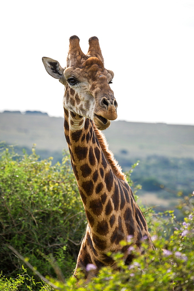 Portrait of a giraffe in the Amakhala Game Reserve on the Eastern Cape, South Africa, Africa