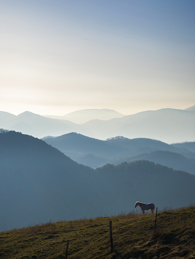 Horse at sunrise, Apennines, Umbria, Italy, Europe