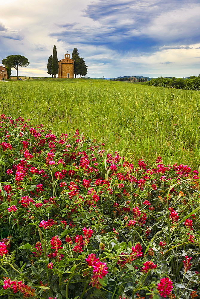 Vitaleta Chapel in spring, Val d'Orcia, UNESCO World Heritage Site, Tuscany, Italy, Europe