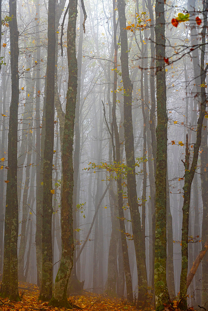 Forest in fog, Casentinesi Forests National Park, Apennines, Tuscany, Italy, Europe