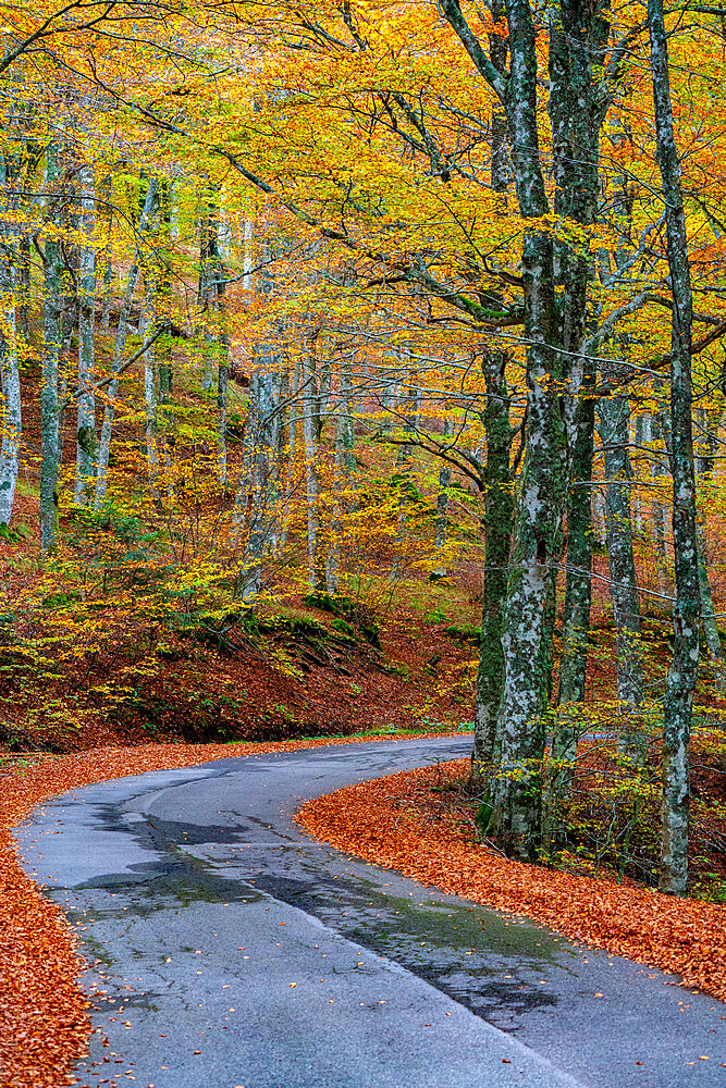 Forest in autumn, Casentinesi Forests National Park, Apennines, Tuscany, Italy, Europe