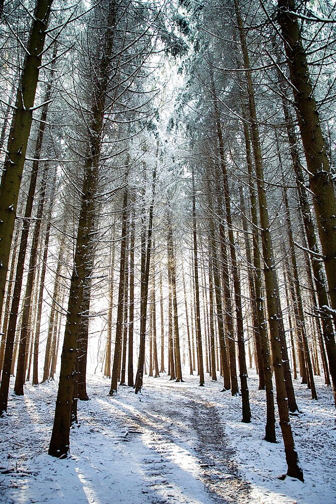 Winter forest in Chinteni, Transylvania, Romania, Europe