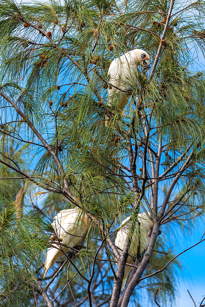 Goffin cockatoos in the trees at Cape Byron Bay, New South Wales, Australia, Pacific