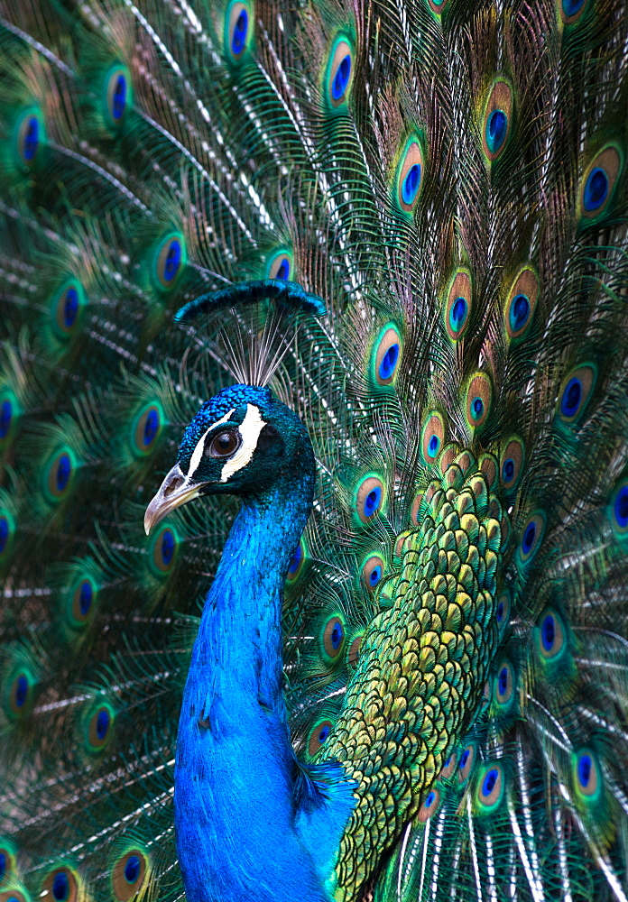 Indian Peacock (Pavo Cristatus) plumage display in the grounds of Barcelona Zoo, Catalonia, Spain, Europe