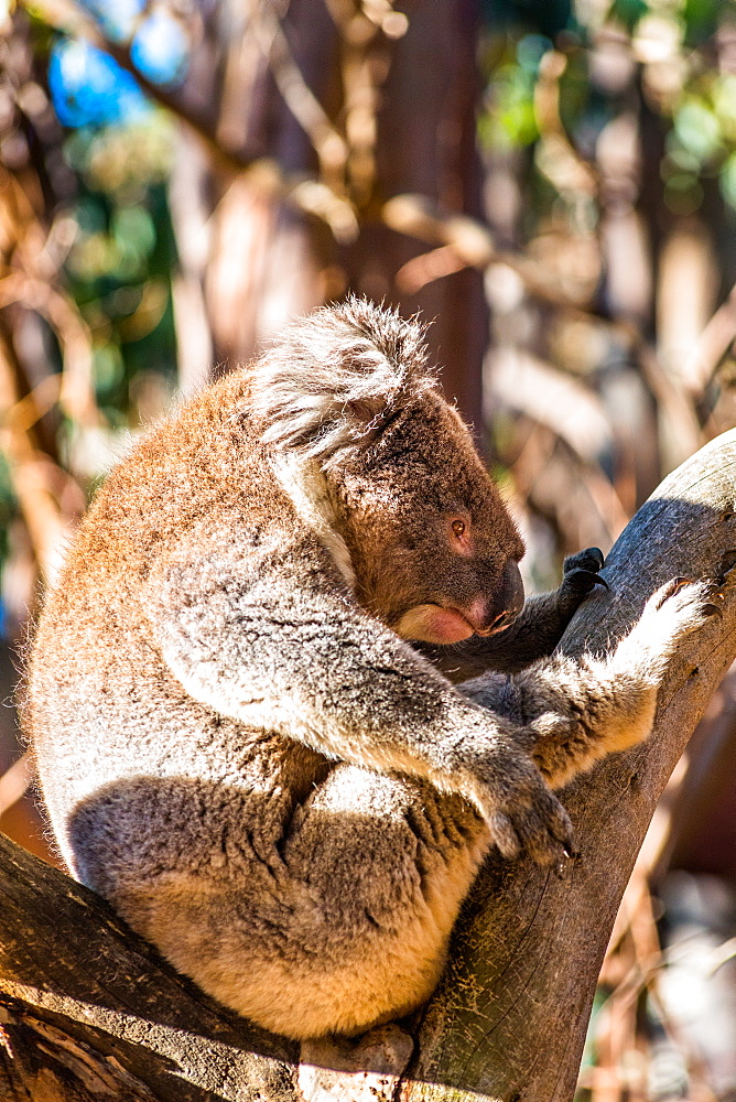 Koala in the wild, Kangaroo Island, South Australia, Australia, Pacific