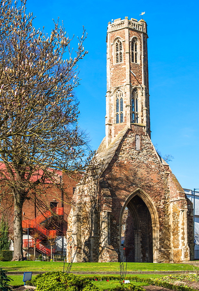 Greyfriars Tower, early spring in Tower gardens, King's Lynn, Norfolk, England, United Kingdom, Europe