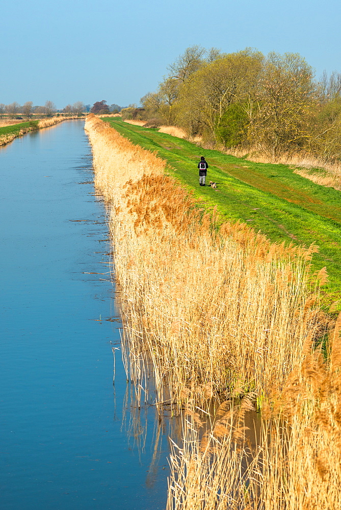 Burwell Lode at Wicken Fen, Cambridgeshire, East Anglia, England, United Kingdom, Europe