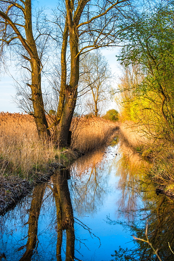 Reed beds reflecting on a waterway in warm evening light at Wicken Fen Nature Reserve in Cambridgeshire, England, United Kingdom, Europe