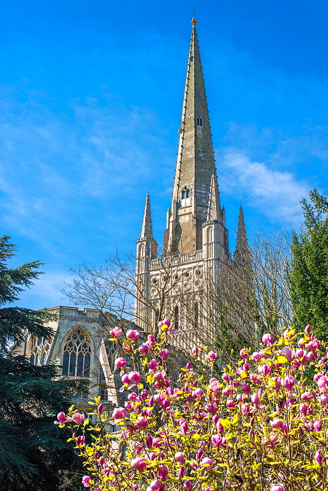 The Spire of Norwich Cathedral, Norwich, Norfolk, East Anglia, England, United Kingdom, Europe