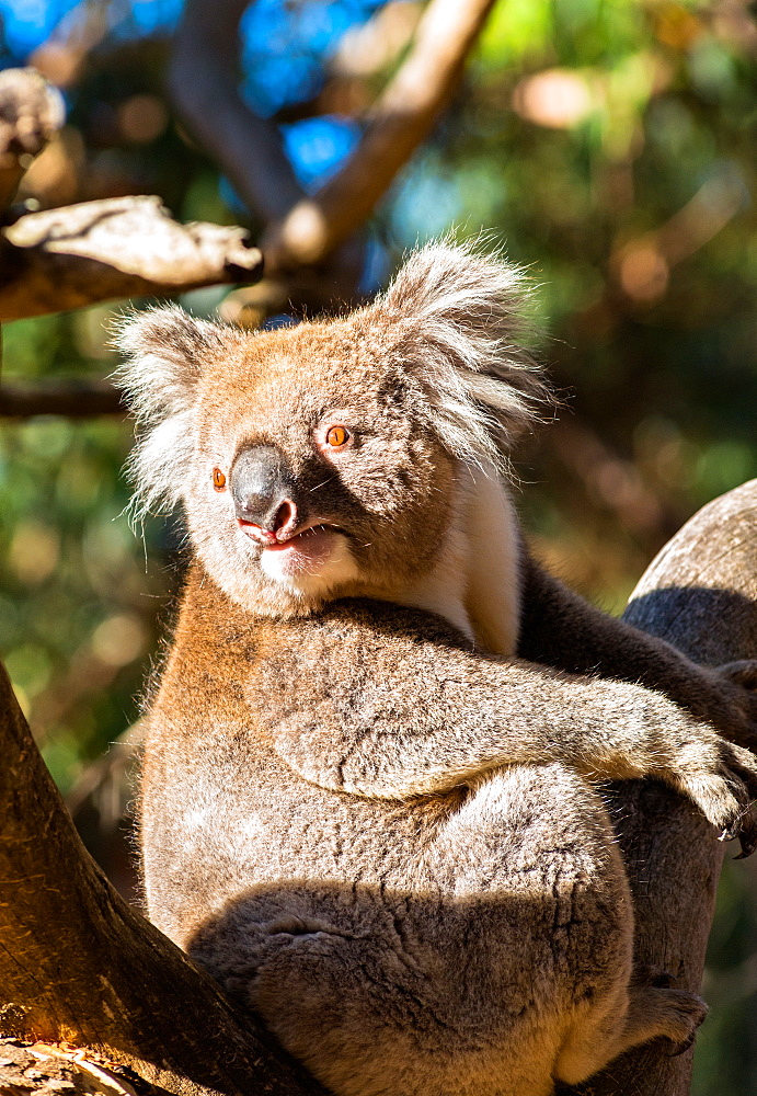 Wild Koala in the trees on Kangaroo Island. South Australia, Australia, Pacific