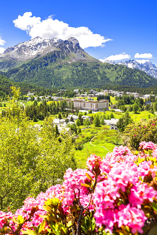 Rhododendrons with Maloja Pass in the background, Maloja Pass, Engadine, Graubunden, Switzerland, Europe