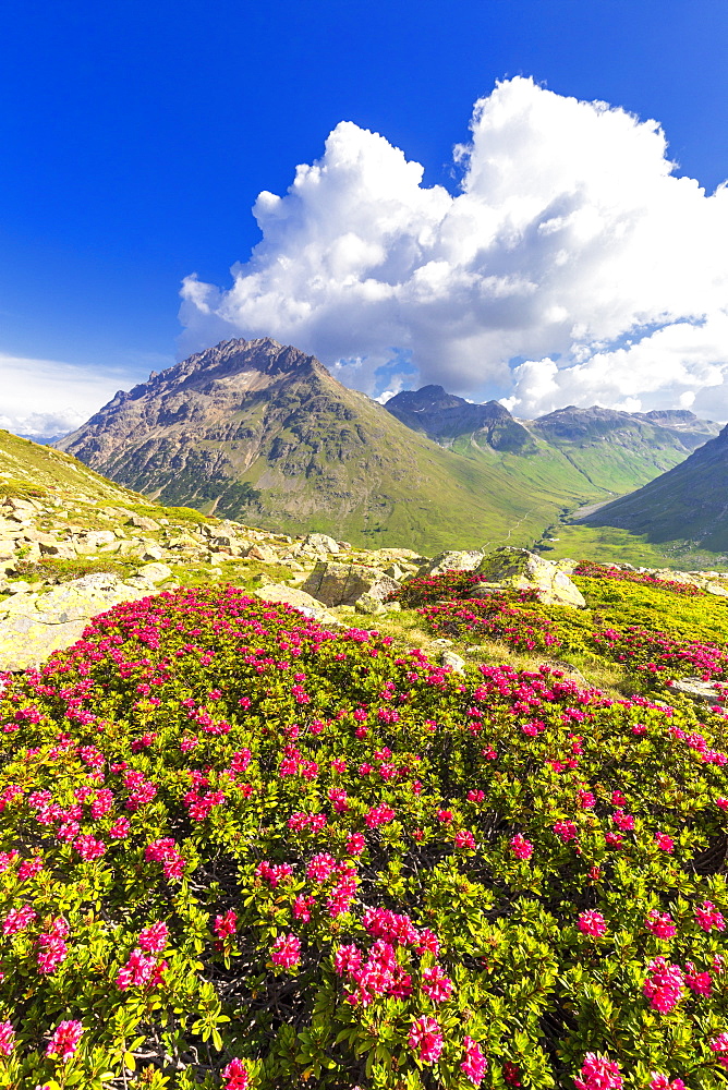 Rhododendrons with Val dal Fain in the background, Bernina Pass, Engadine, Graubunden, Switzerland, Europe