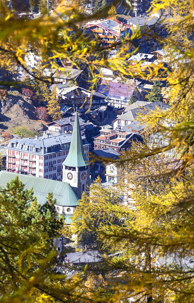 Autumn trees in front of town of Zermatt, Switzerland, Europe