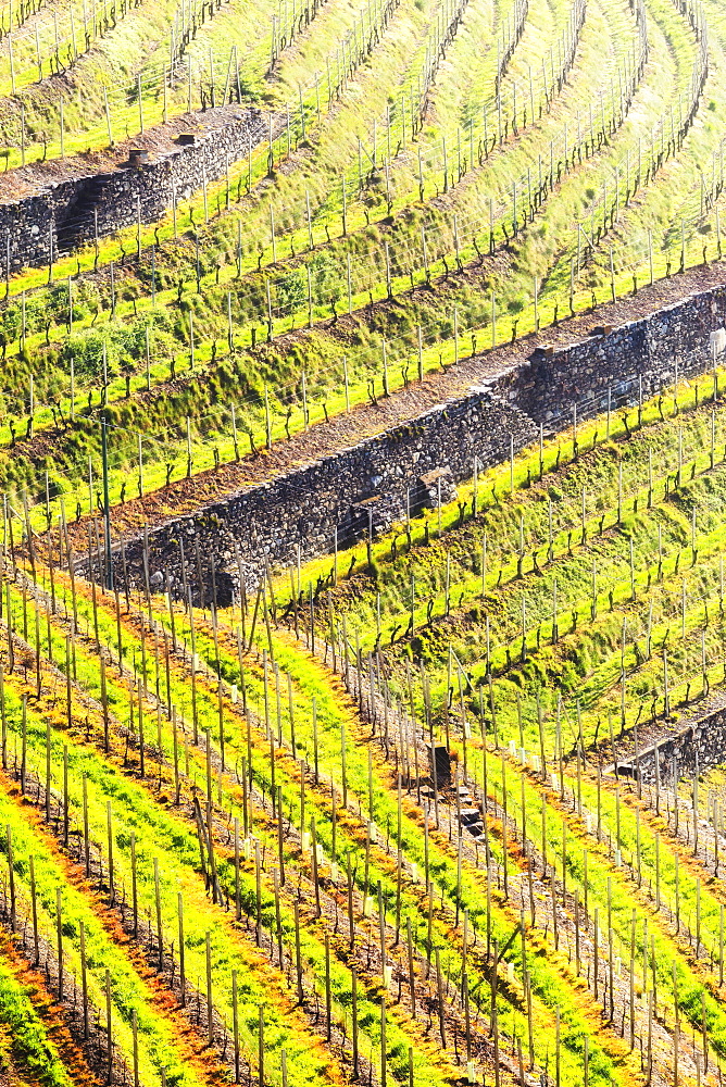 Sunlight in the wineyards at spring, Bianzone, Valtellina, Lombardy, Italy, Europe