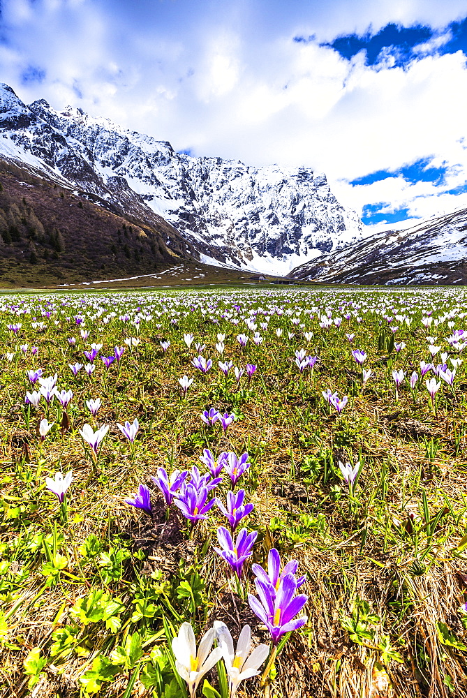 Flowering of Crocus nivea in Val Radons (Radons Valley), Albula region, Canton of Grisons (Graubunden), Switzerland, Europe