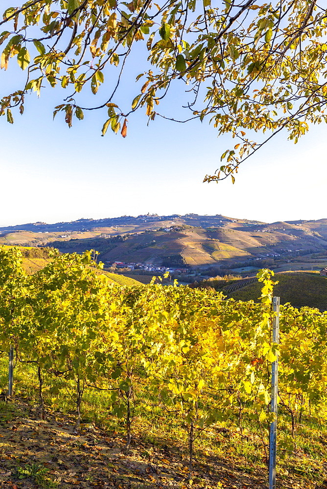 Vineyard of Barolo wine region in autumn, Serralunga d'Alba, Langhe, Piedmont, Italy, Europe