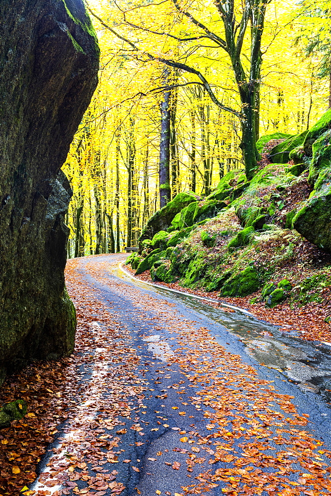 Road in the forest of Bagni di Masino in autumn, Valmasino, Valtellina, Lombardy, Italy, Europe