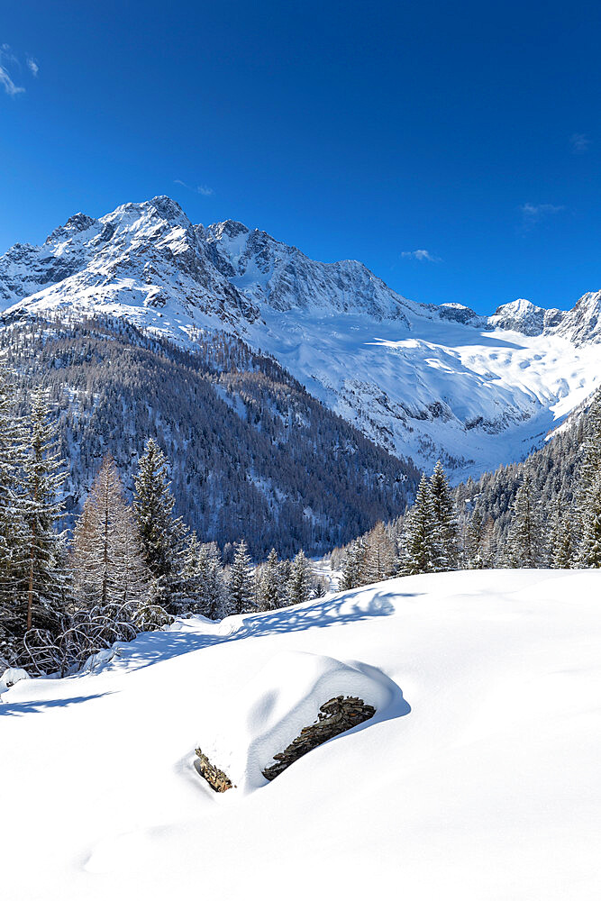 Winter landscape after snowfall with view of the group of Disgrazia, Chiareggio, Valmalenco, Valtellina, Lombardy, Italy, Europe