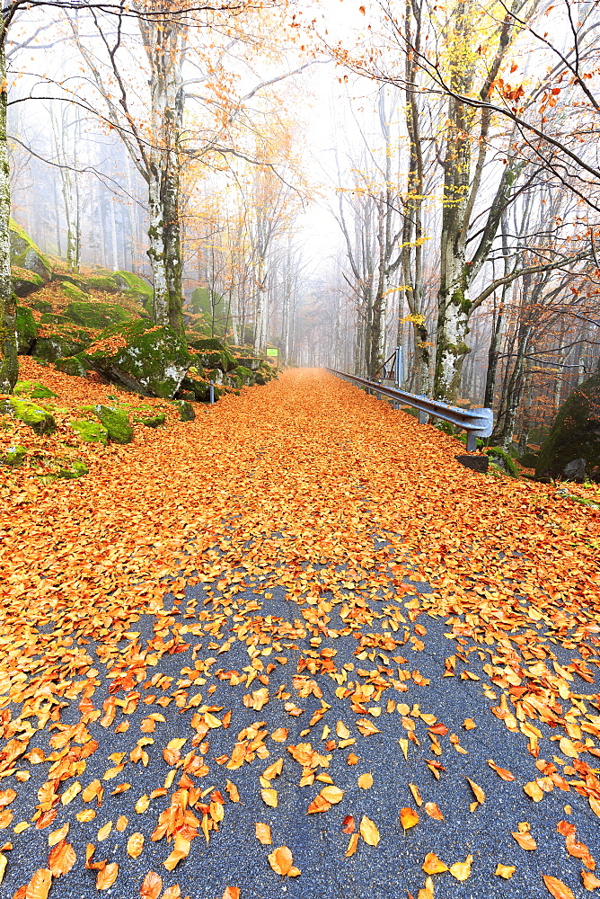 Leaves on the road through the forest of Bagni di Masino, Valmasino, Valtellina. Lombardy, Italy, Europe